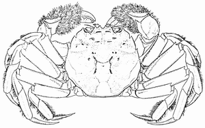 crab_Base